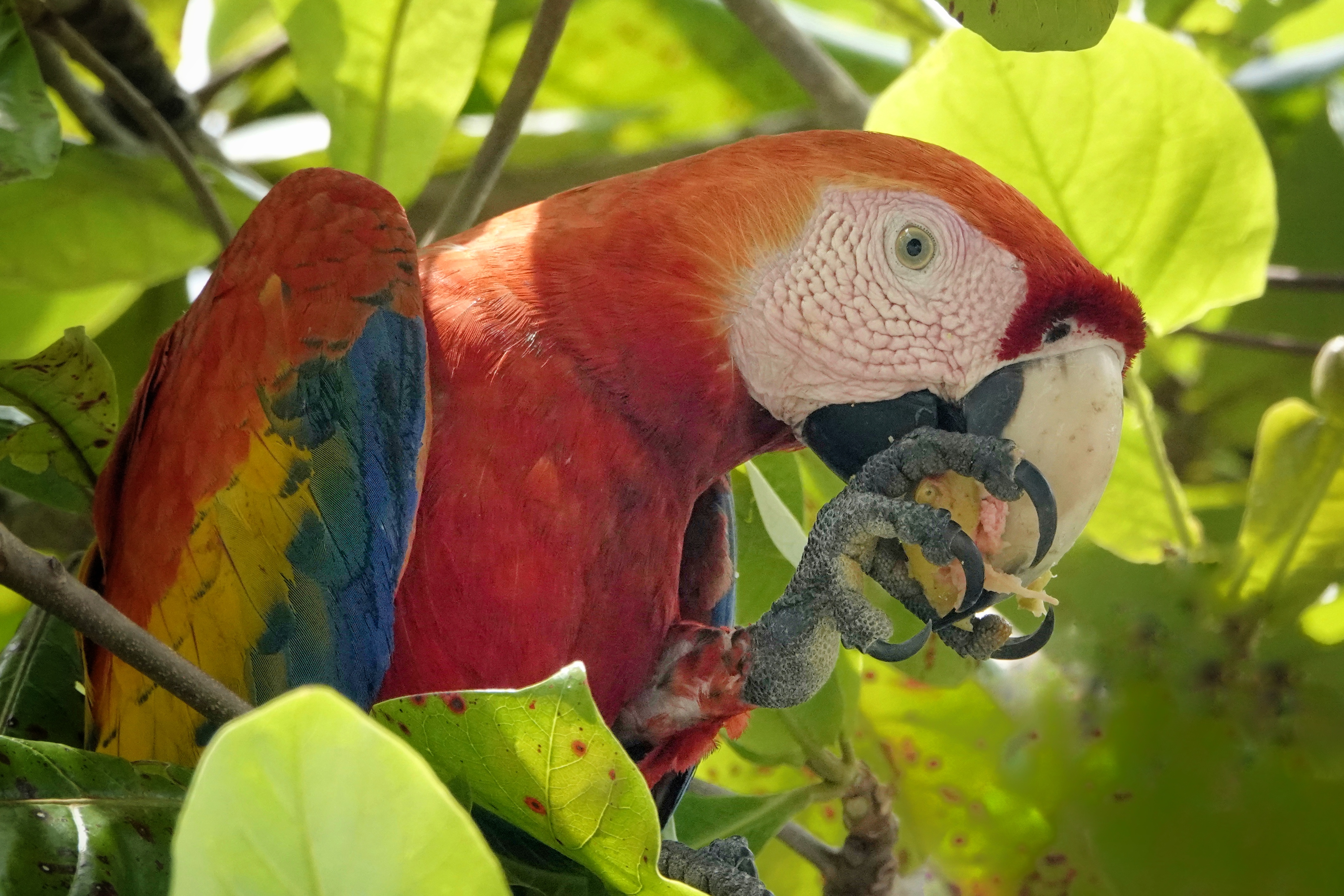 Ara rouge au Costa Rica